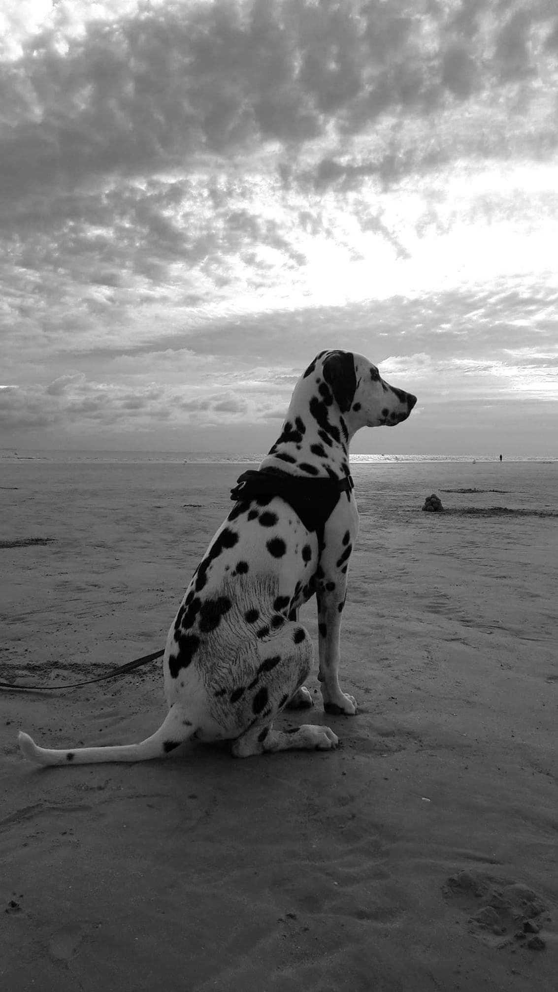 Éducation canine coopérative et bienveillante