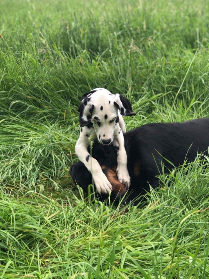 Éducation canine coopérative et bienveillante