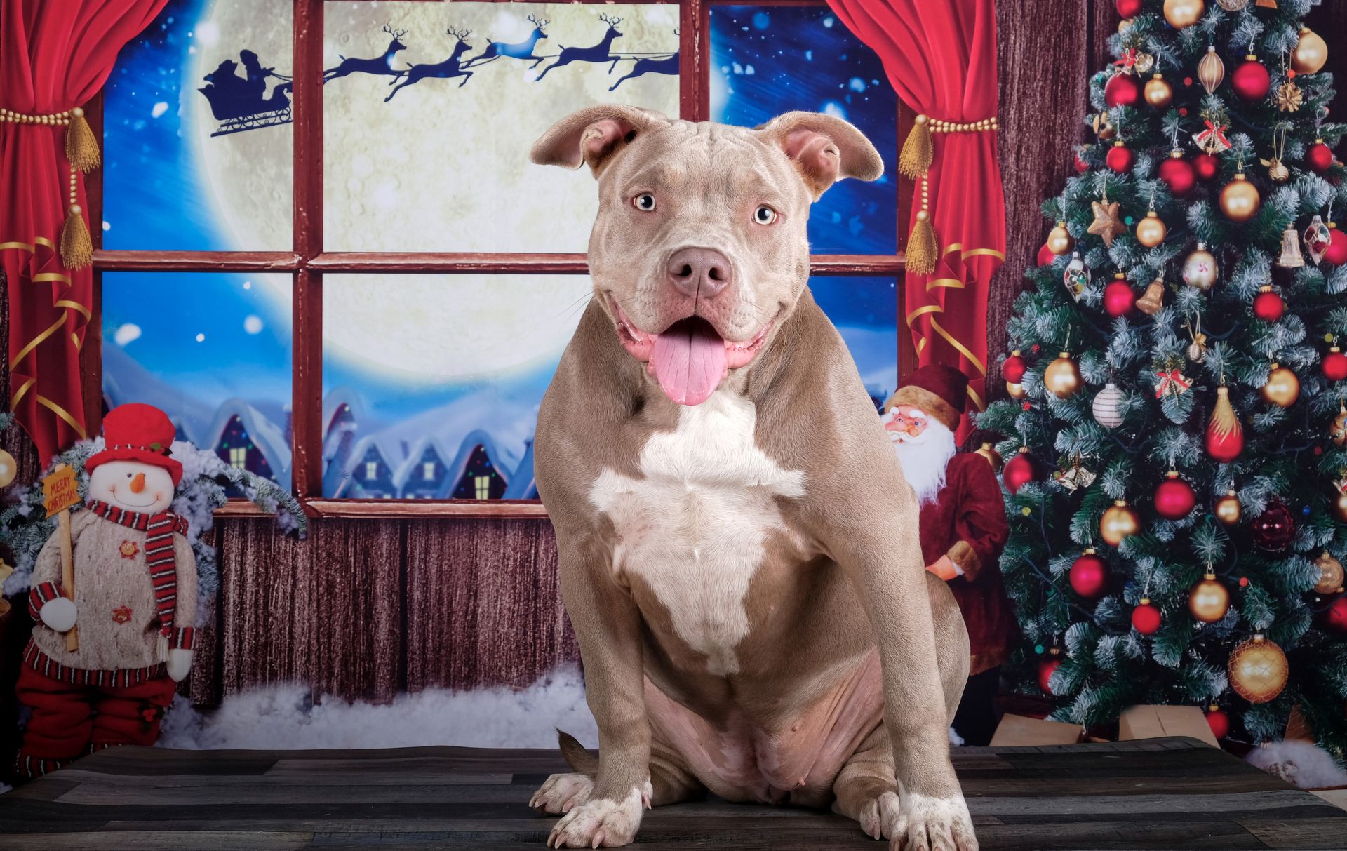 Éducation canine coopérative et bienveillante