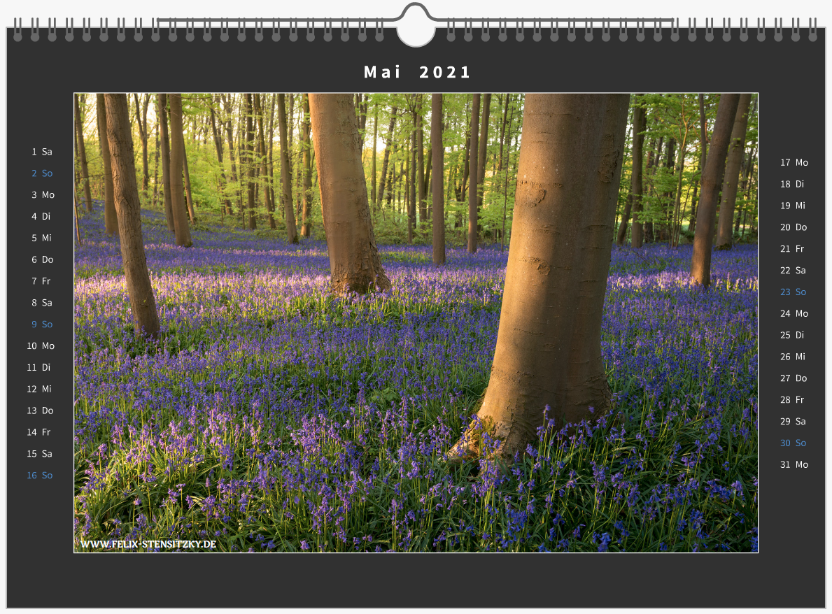 Fotokalender mit Bild von Hasenglöckchen im Buchenwald
