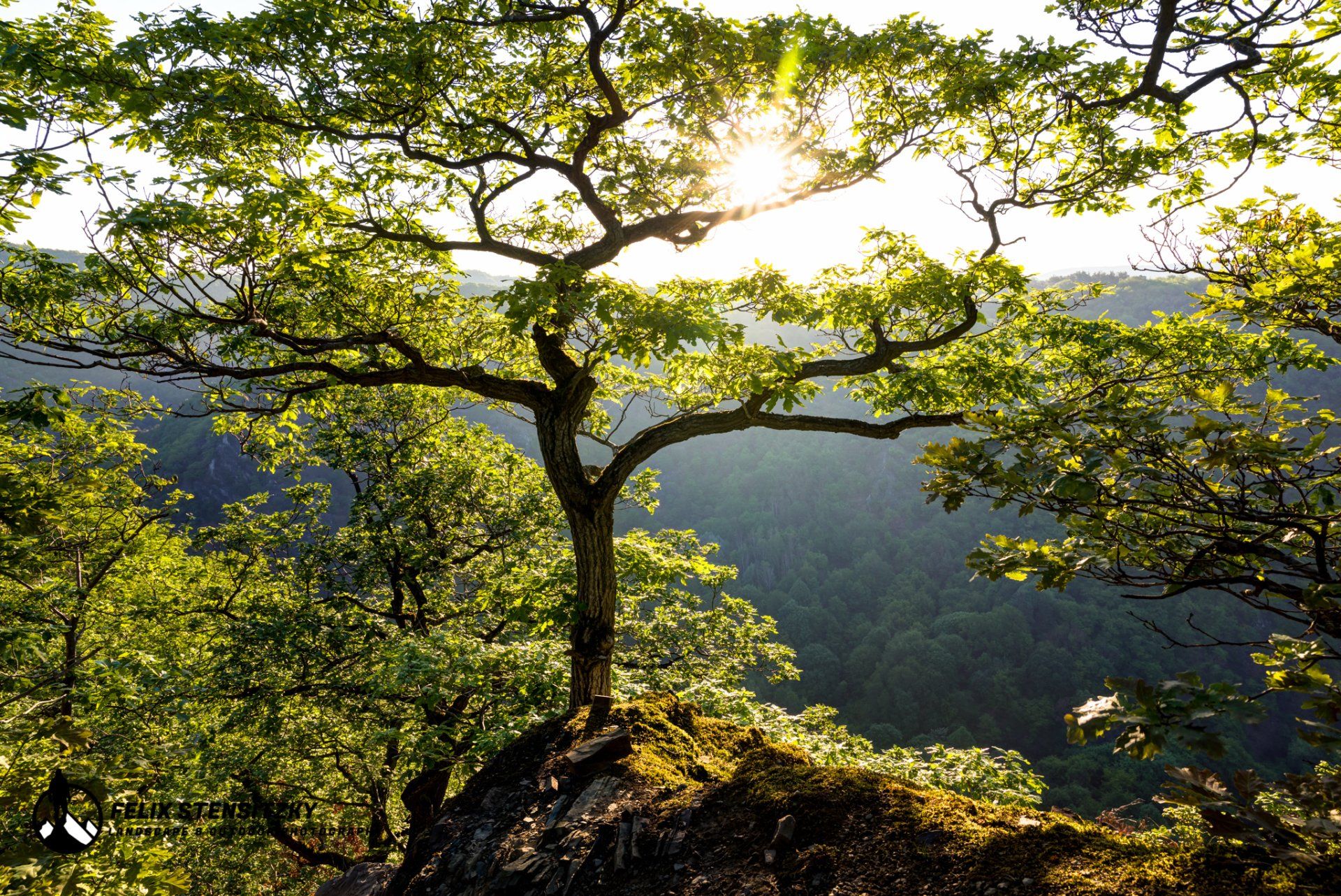 twisted oak with backlid sunlight on a mountain at the ahr