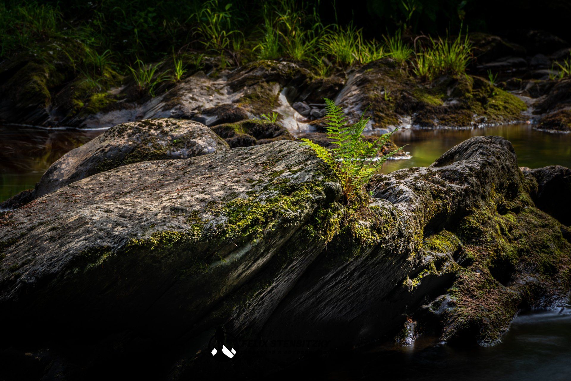 Mit Farn und Moos bewachsener Stein in einem Flussbett in der Eifel