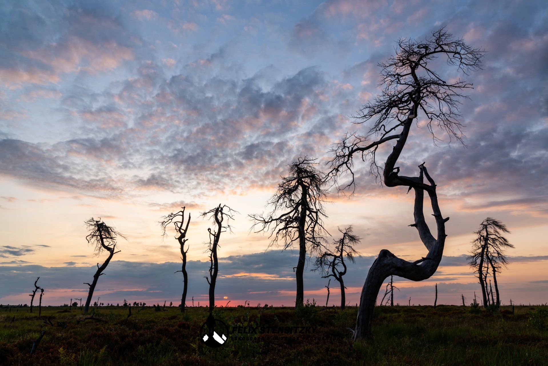 Landschaftsfoto von Bäumen zum Sonnenuntergang im Hohen Venn