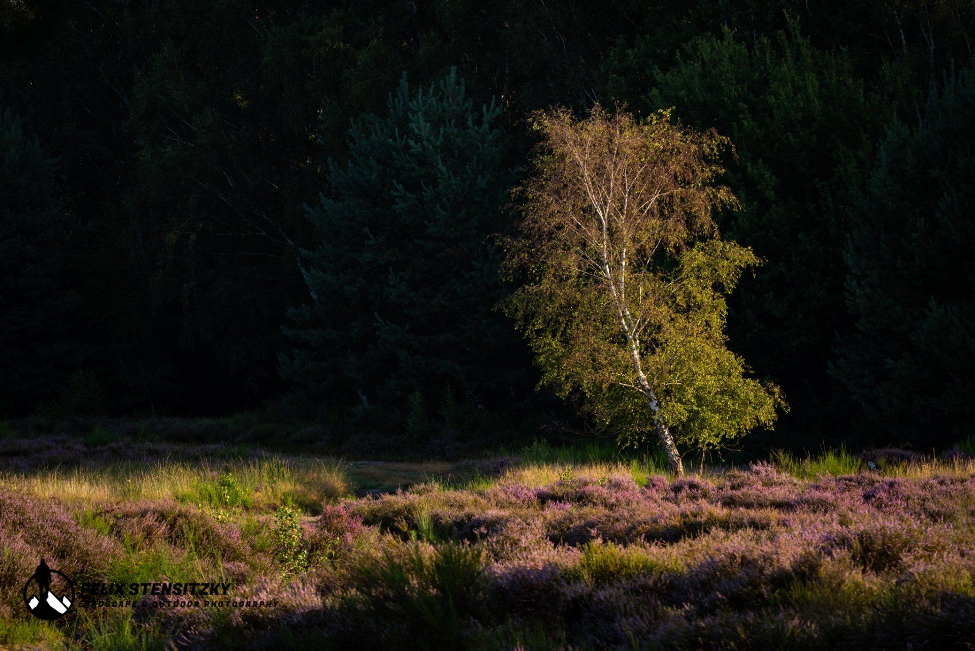 a lone birch tree in a heather landscape