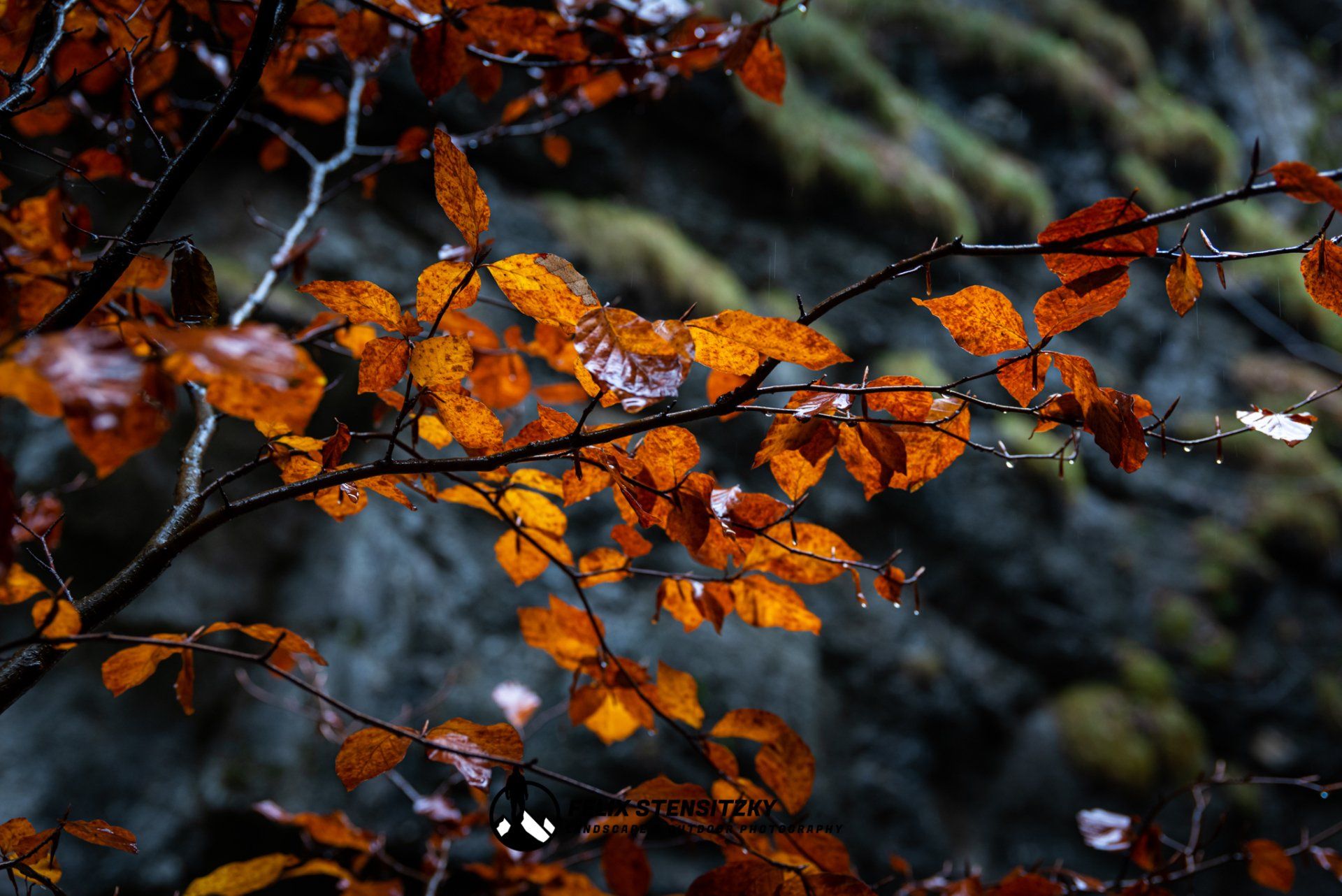 Detailfoto von Herbstlaub mit reflektiertem Licht