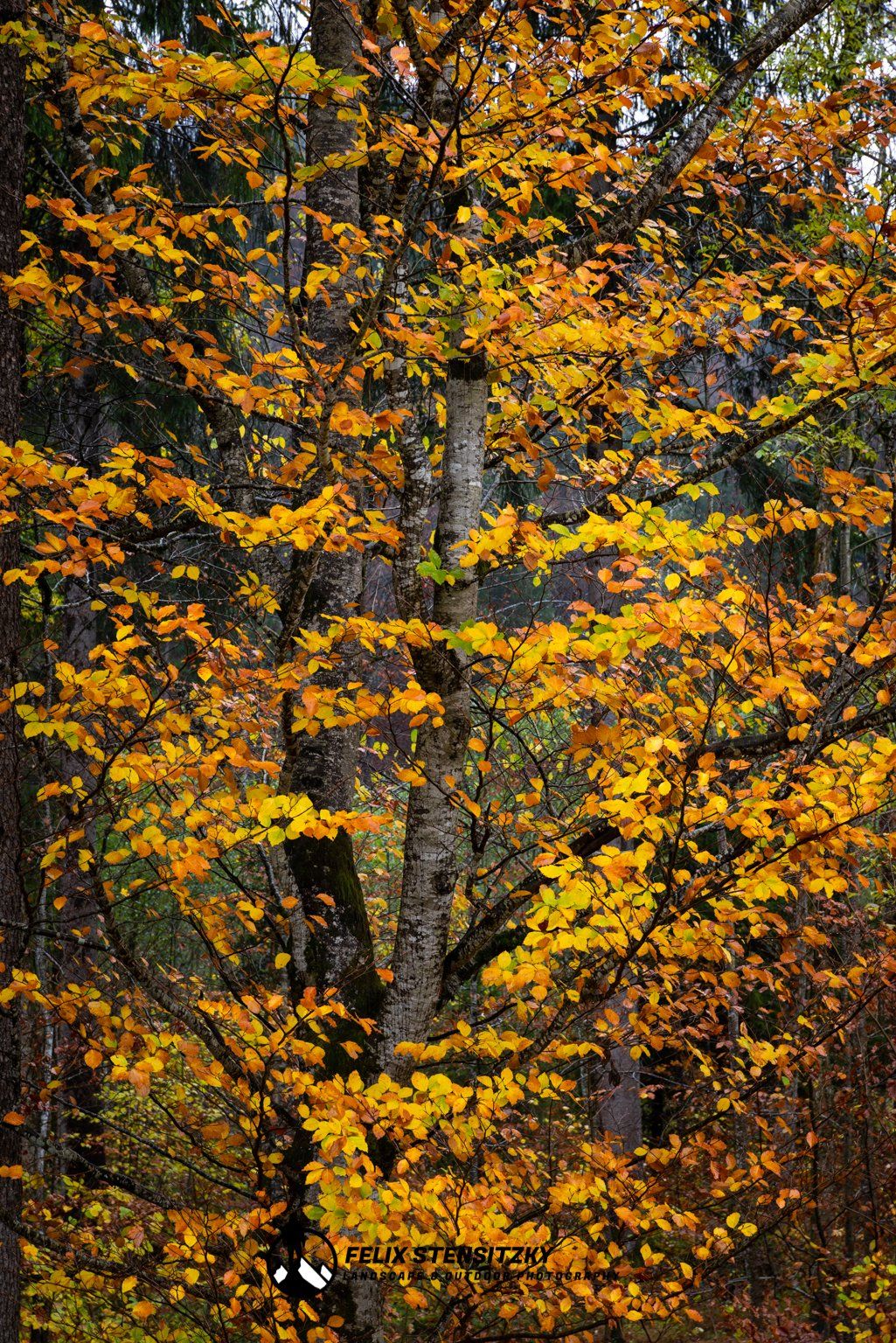 Buche mit Herbstlaub in Oberstdorf