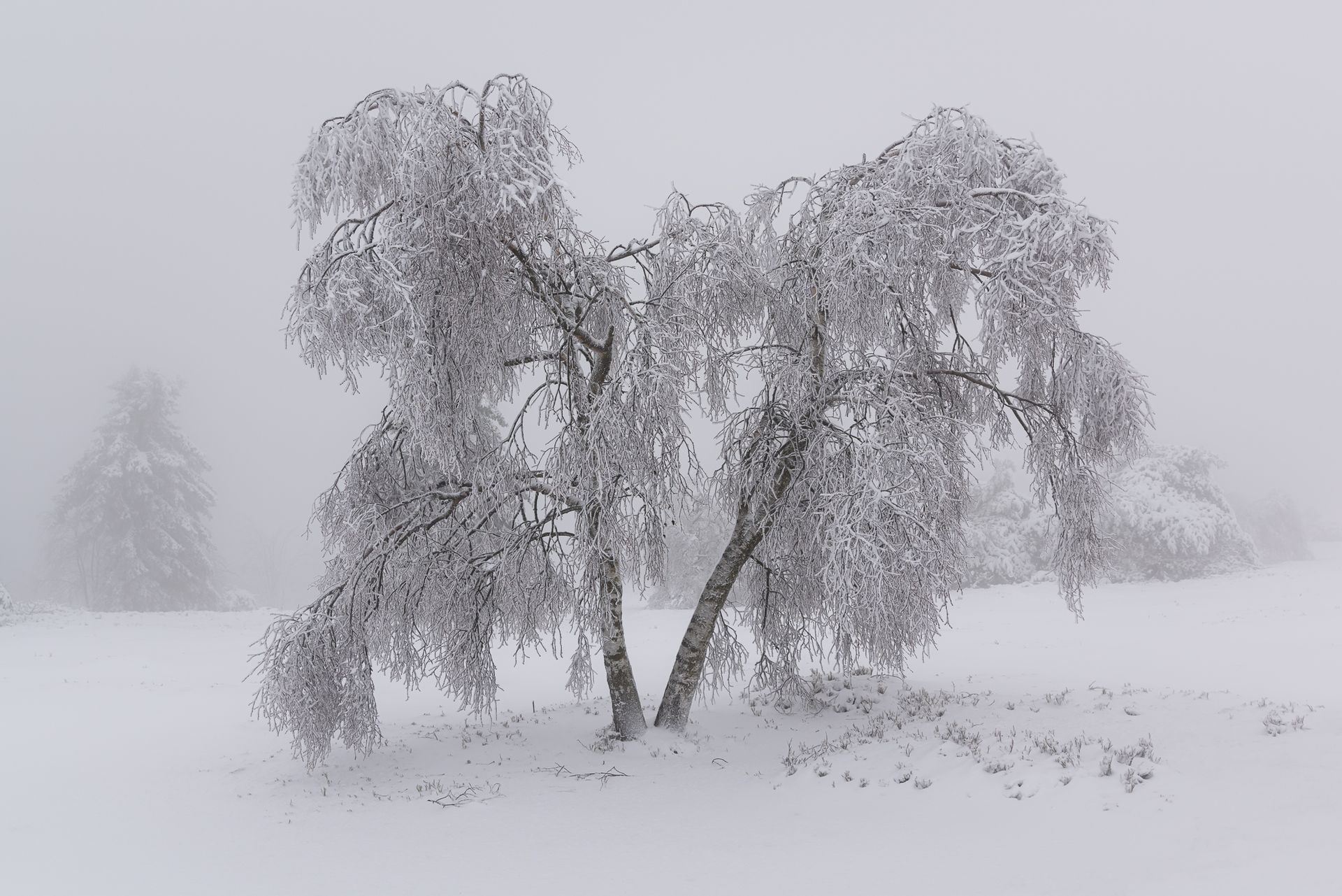 beschneiter Baum in Winterlandschaft auf dem kahlen Asten