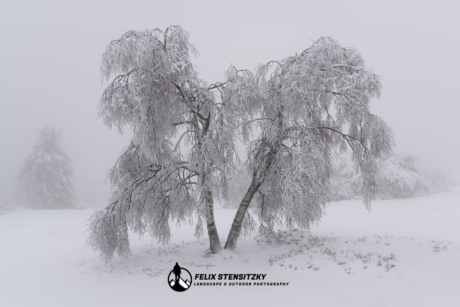 Schneebedeckter Baum auf dem Kahlen Asten