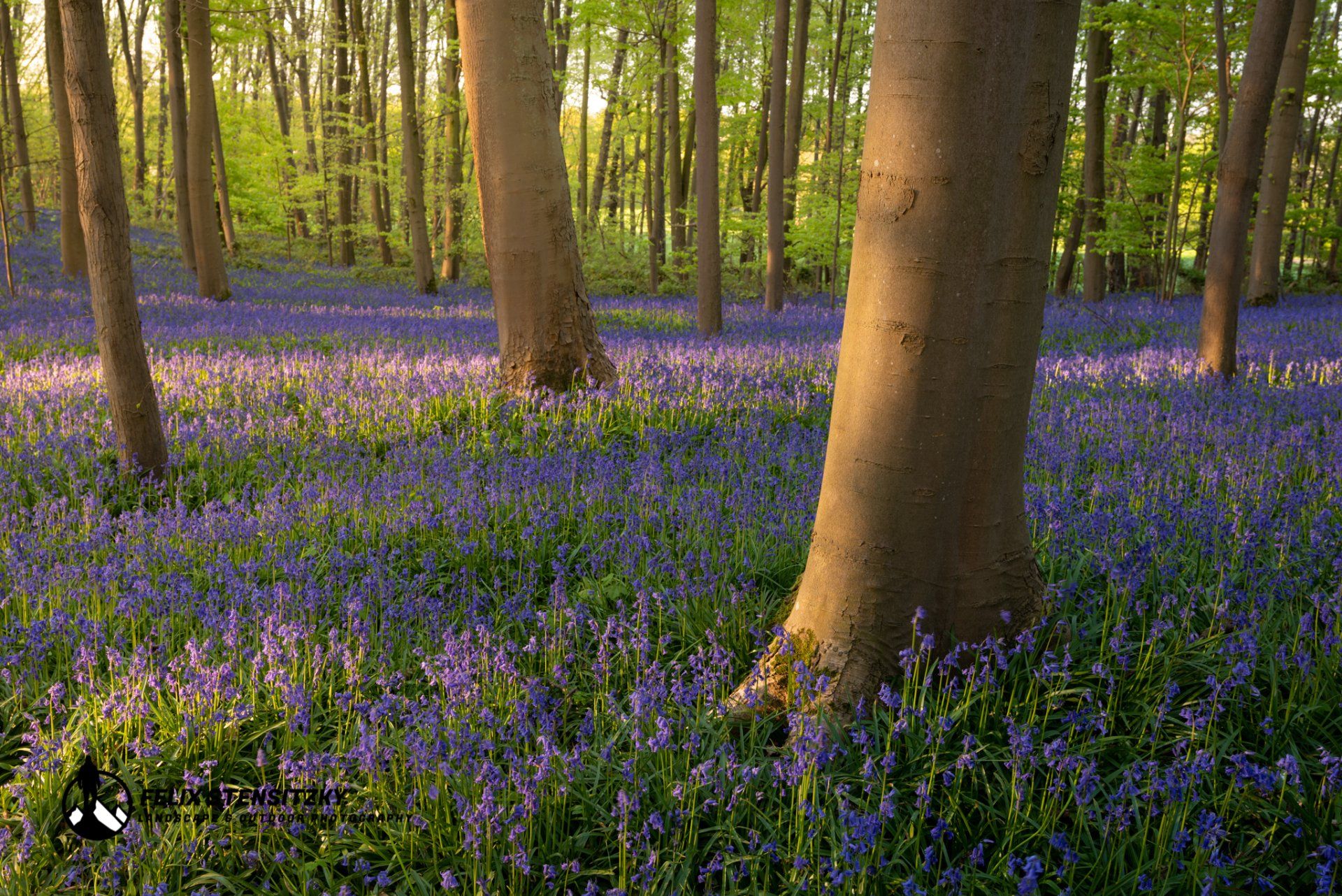 photo of bluebells in a beech forest in germany