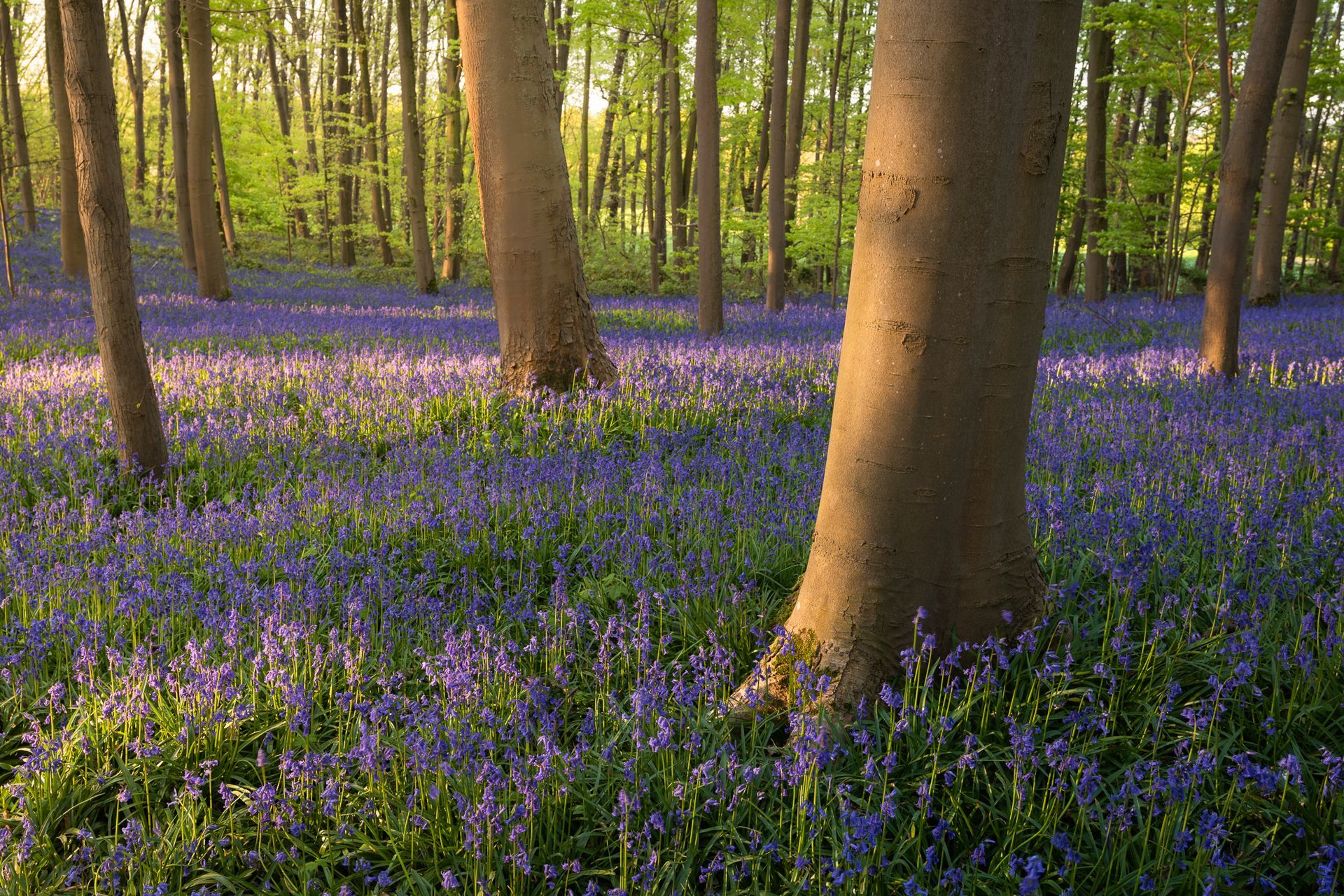beech trees in the forest captured during spring with bluebells covering the whole ground