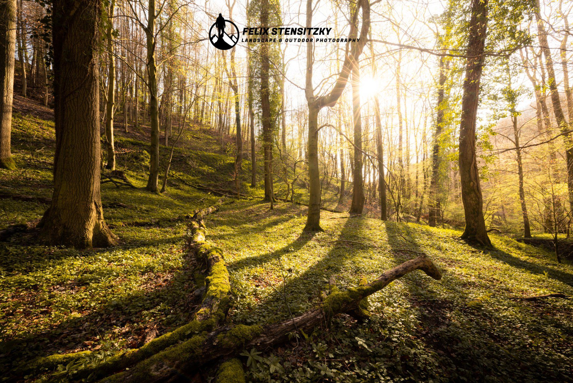 Foto vom Wald im Siebengebirge