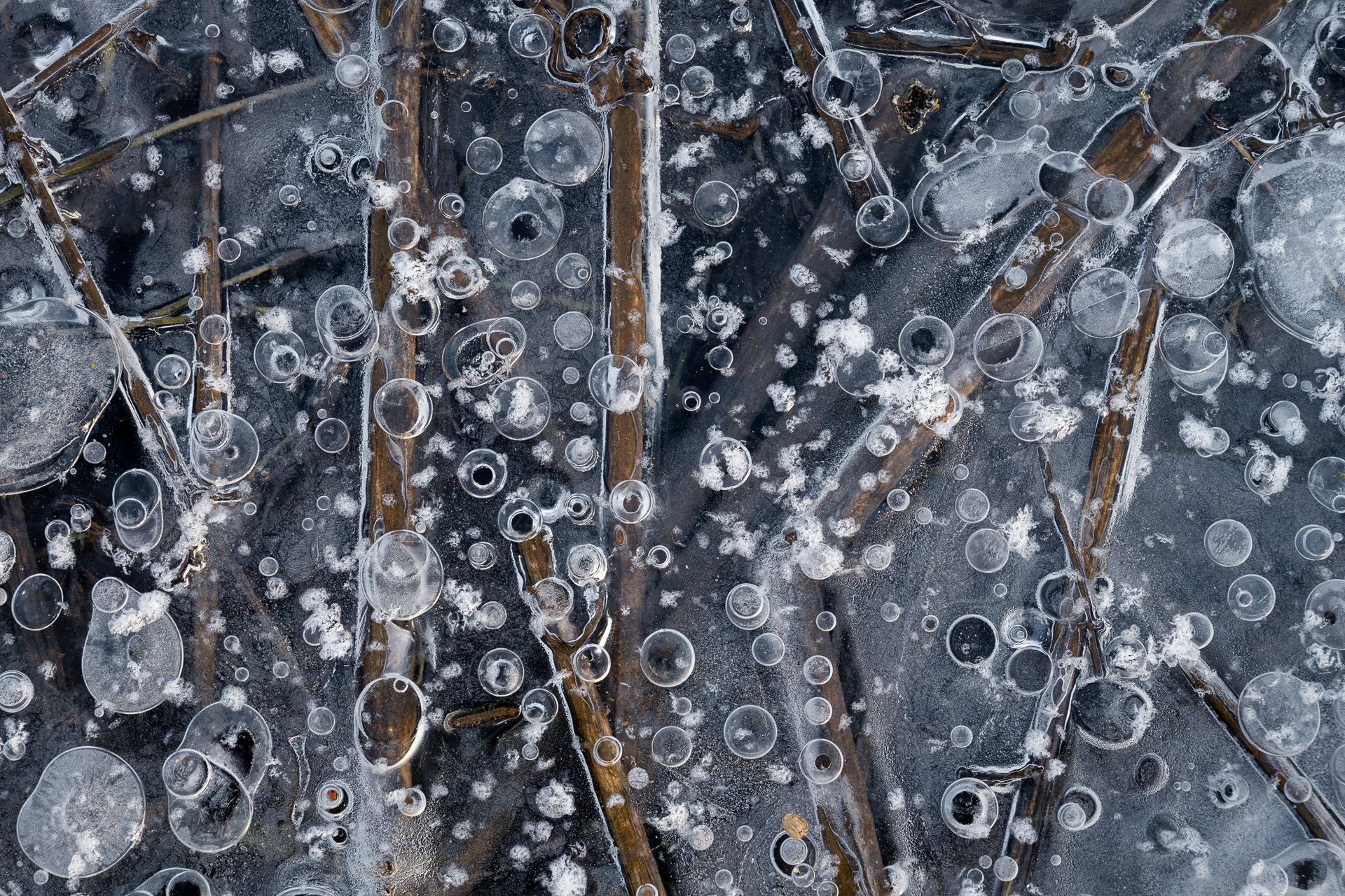 Detailaufnahme von gefrorenem Schilf und eingefrorenen Luftblasen