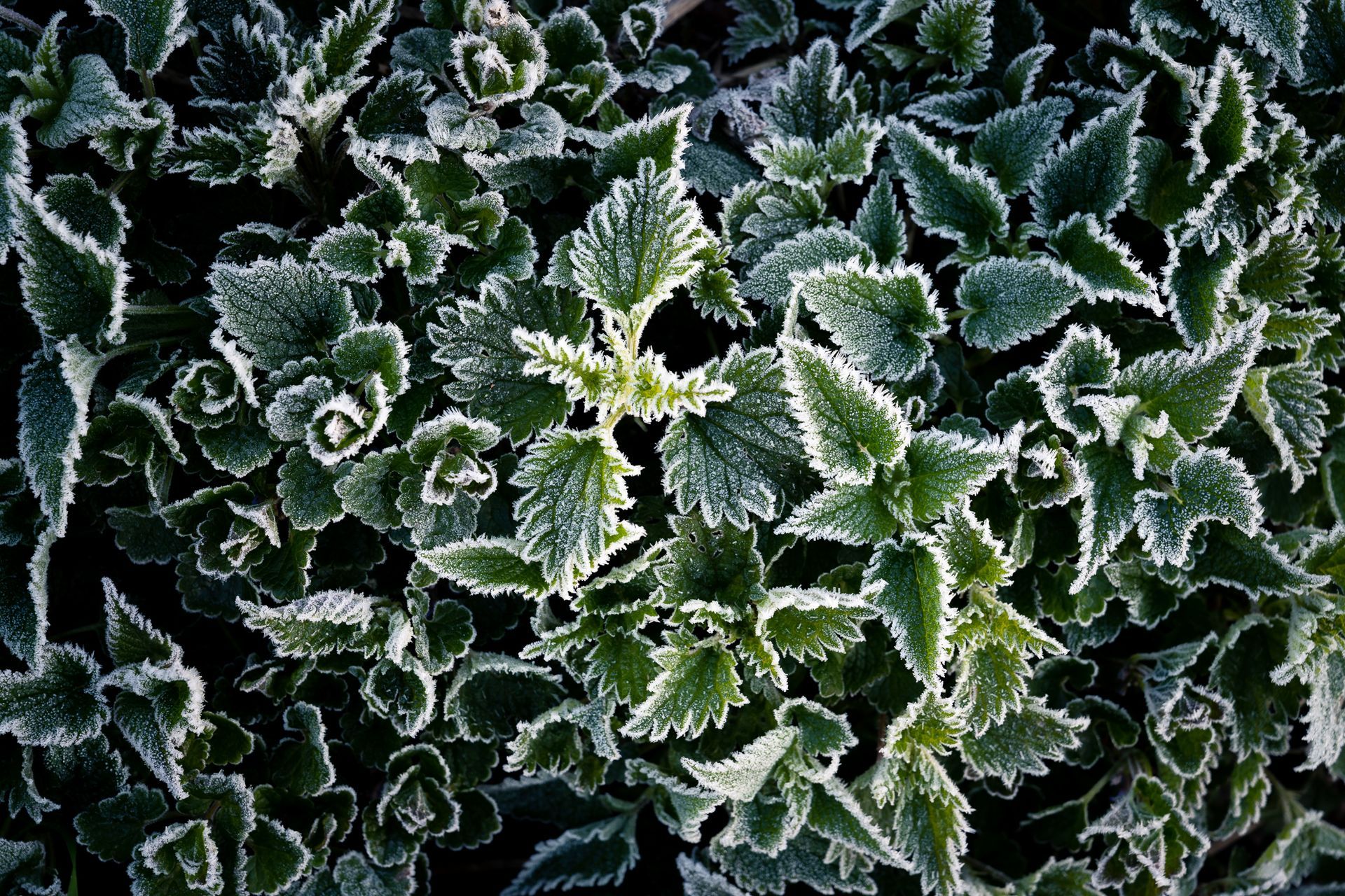 Detailaufnahme von Brennesseln mit frostigen Rändern