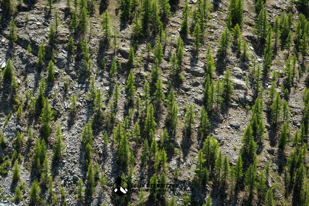 Landschaftsfoto von einem Hang mit grünen Bäumen in den Alpen