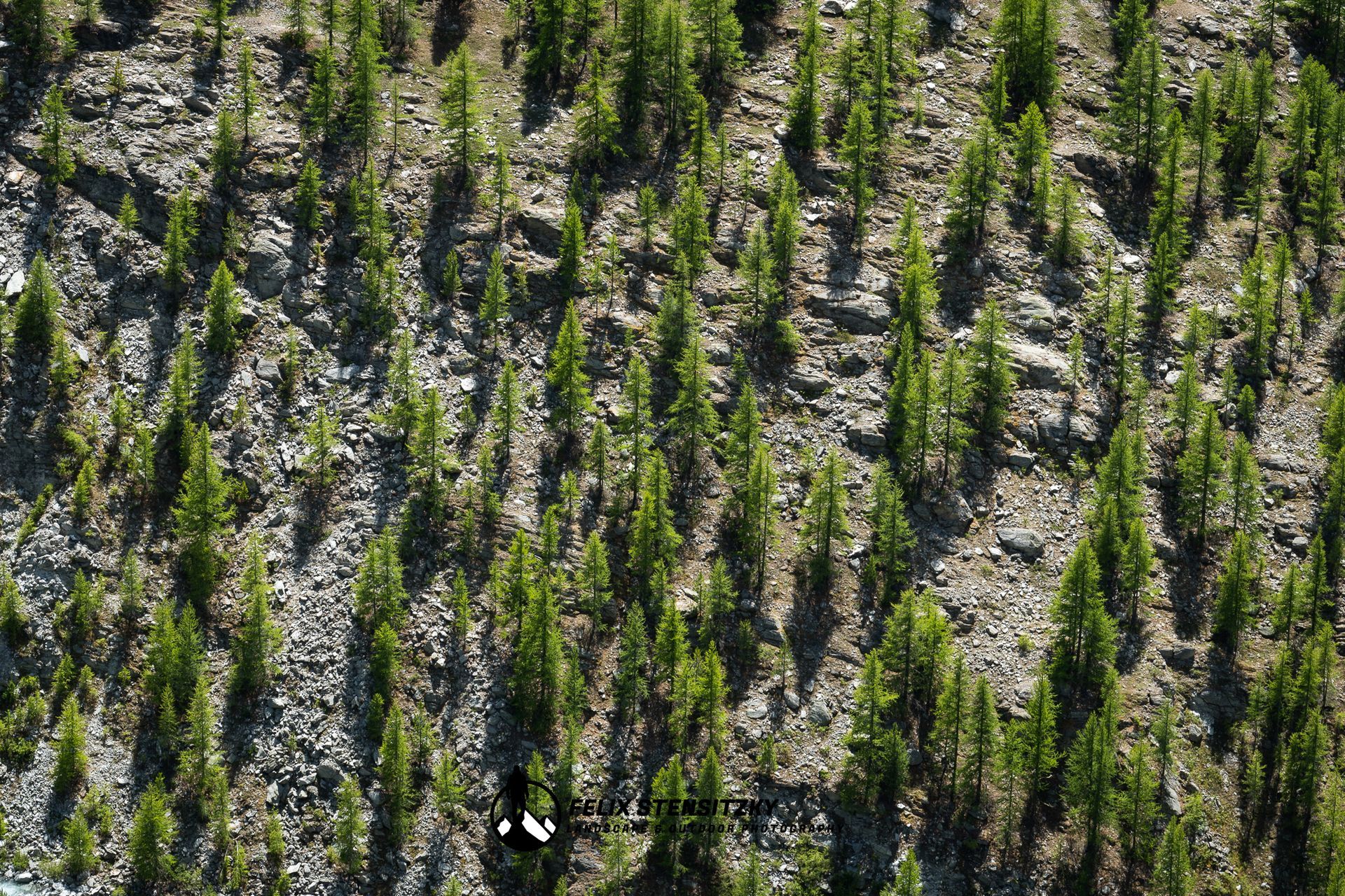 close up photo of trees on a mountain slope in switzerland