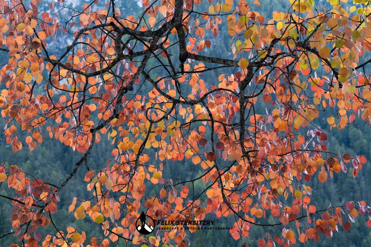 Ein Herbstwald in der Eifel