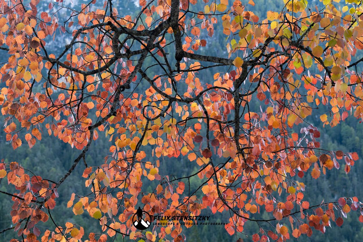 Detail Foto einer bunten Birke im Herbst aus den Dolomiten