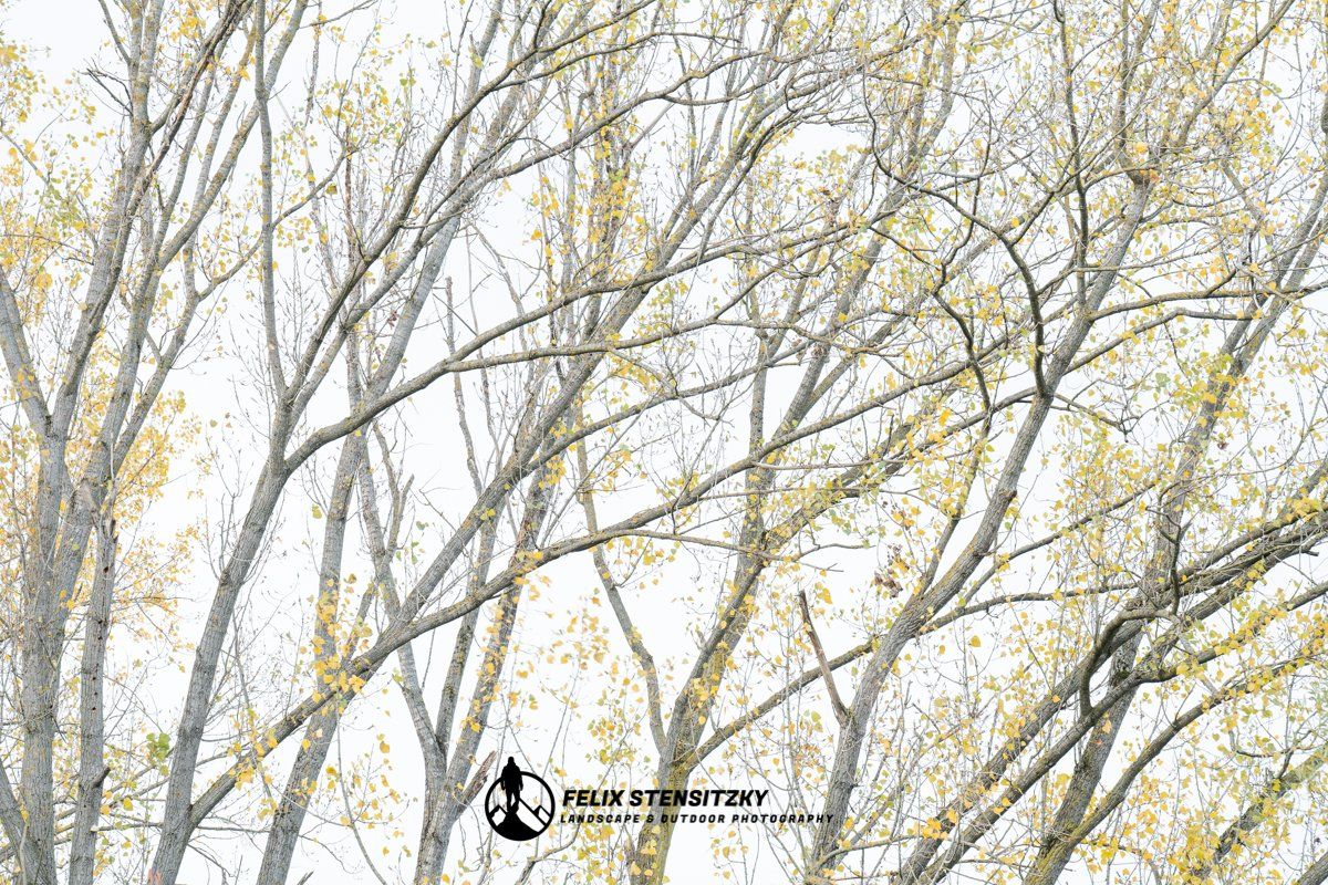 Eine Reihe von Pappeln im Herbst