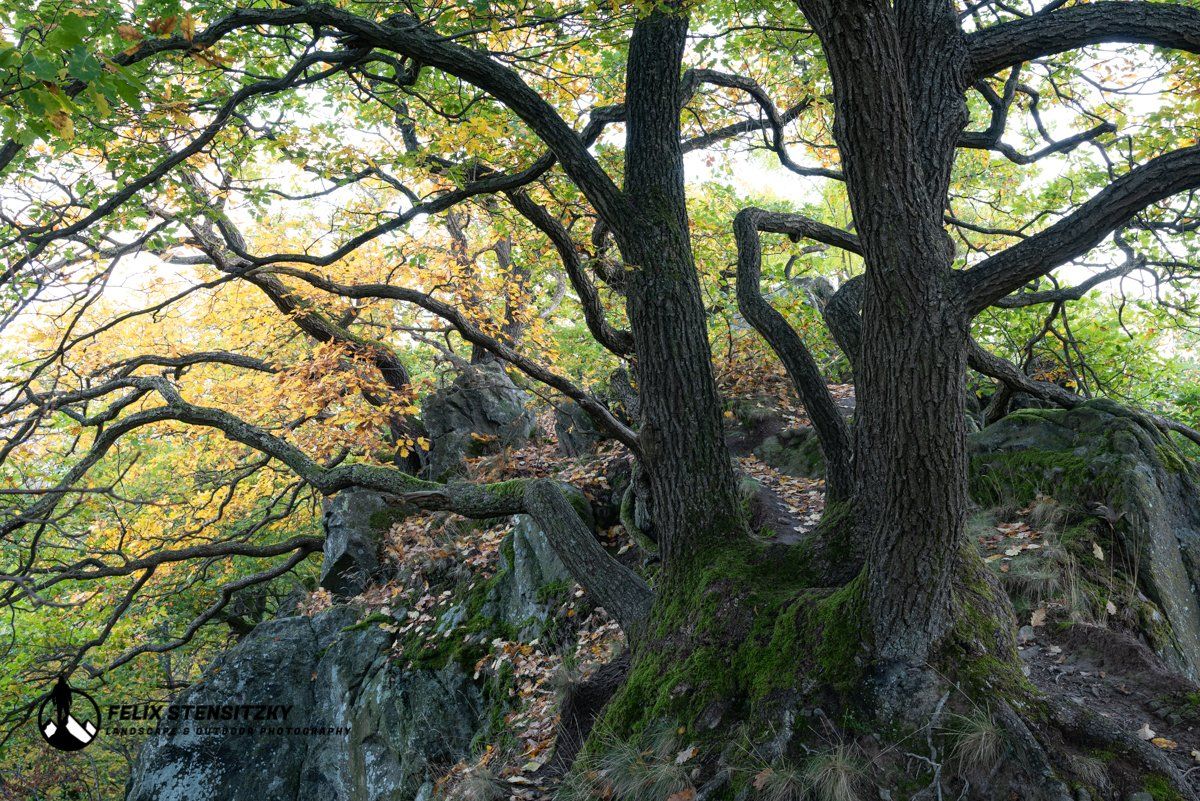picture of gnarled oak trees during autumn