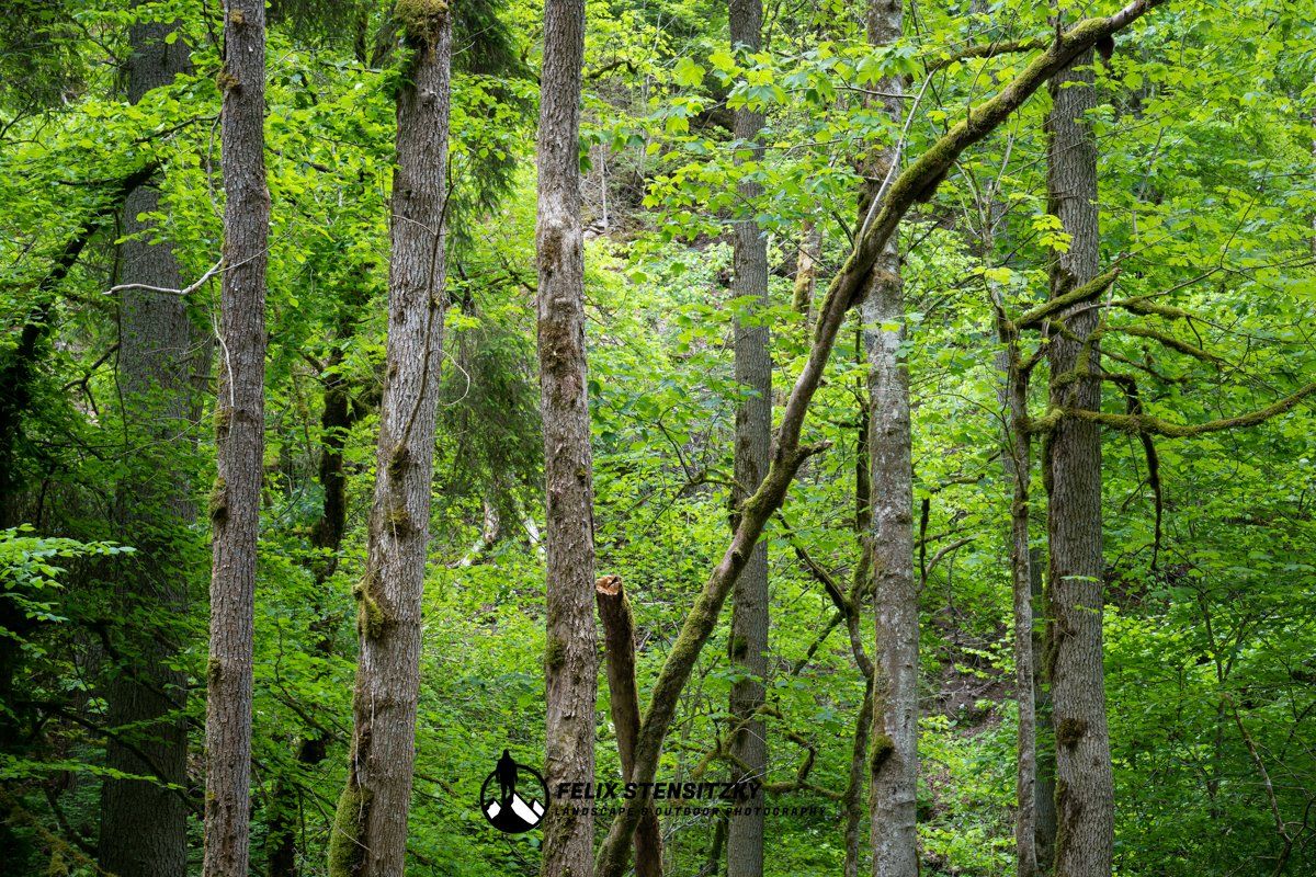 Bäume im Schwarzwald im Frühling
