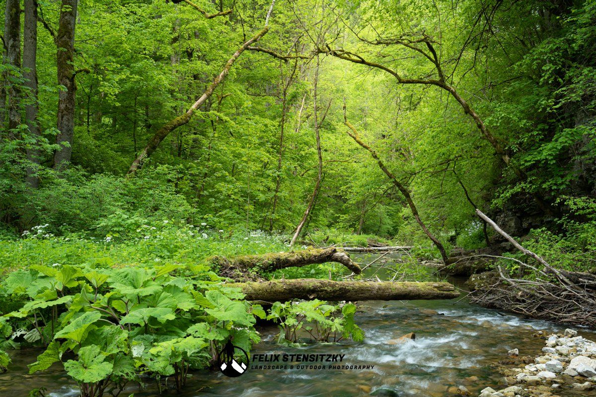 Laubwald im Schwarzwald mit einem Fluss im Vordergrund