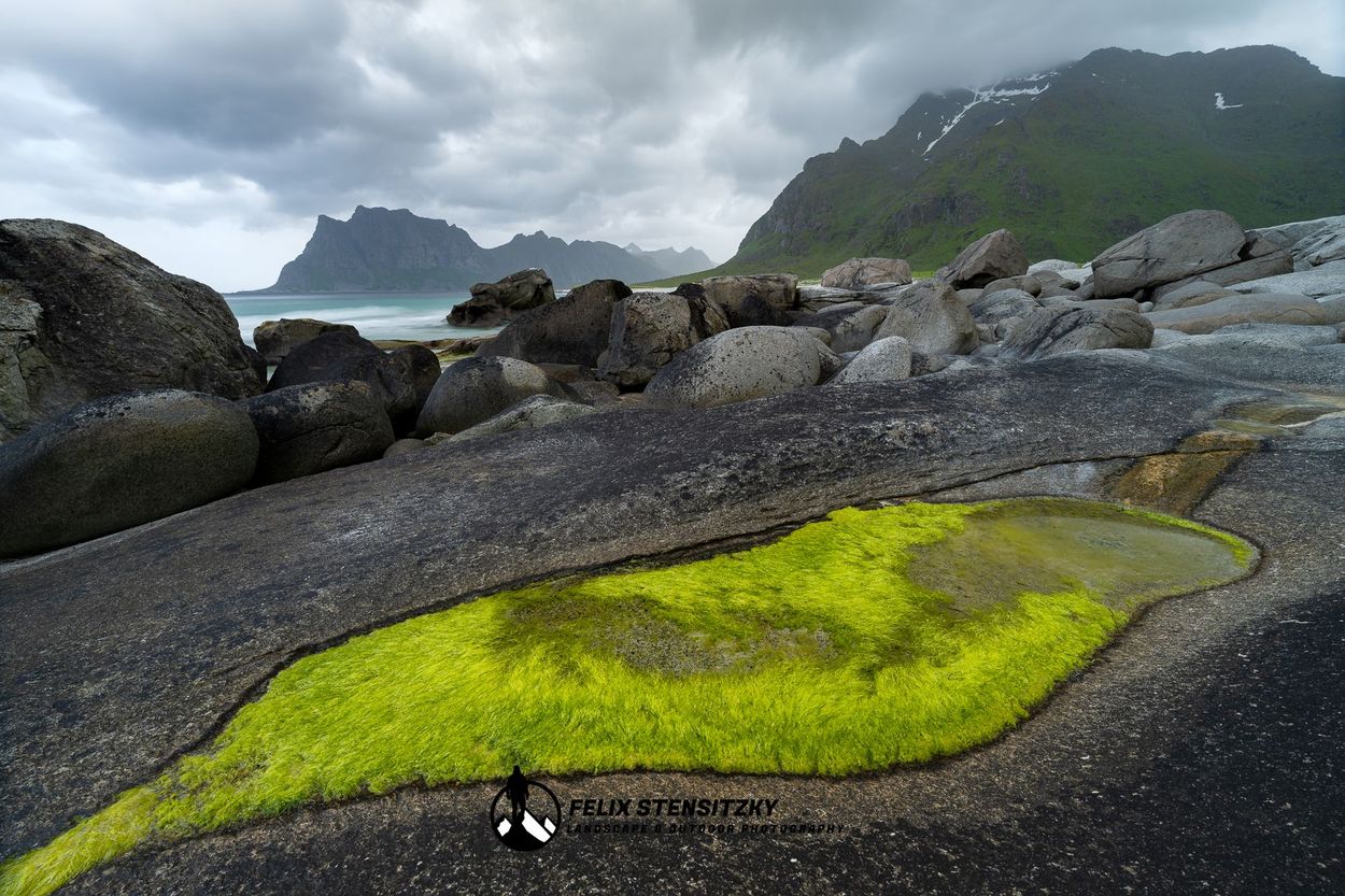 Naturfoto von einem Strand auf den Lofoten mit grünen Algen
