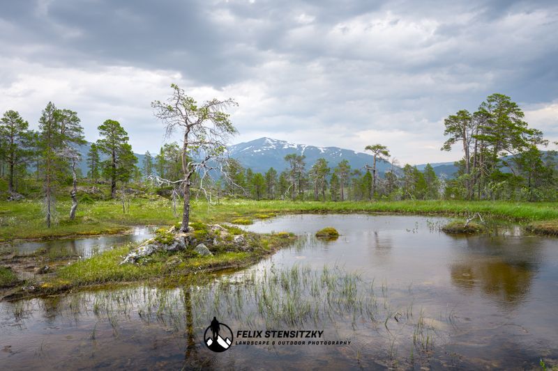 Ein Baum auf ein kleinen Insel im Moor im Anderdalen Nationalpark