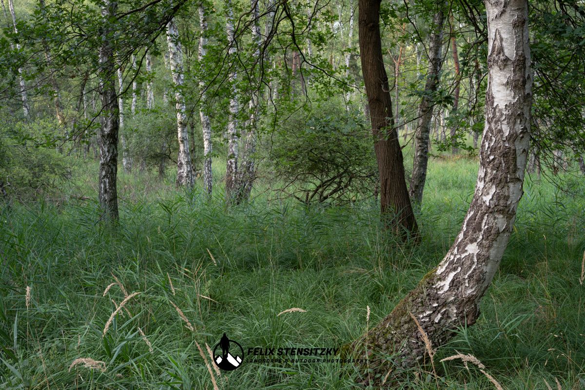 woodland heath scene in the summer