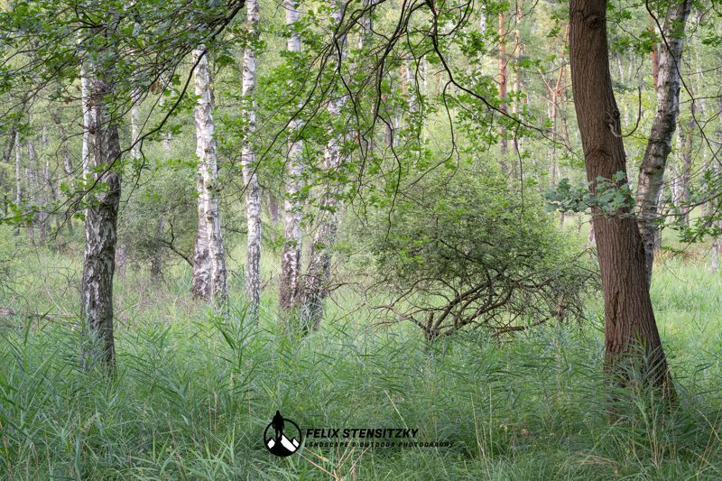 Eine Sommerszene in der Heidelandschaft mit saftigem grün und Birken