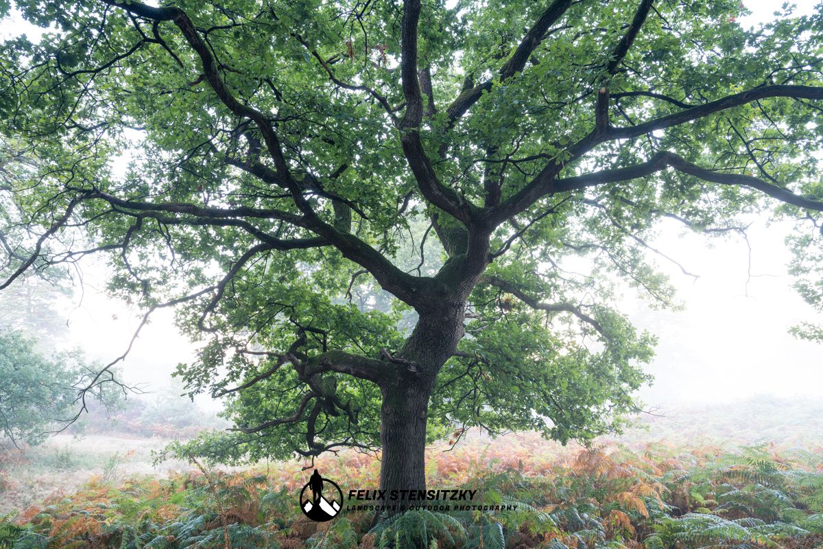 Bild von einer Eiche in der Heide mit Nebel am morgen