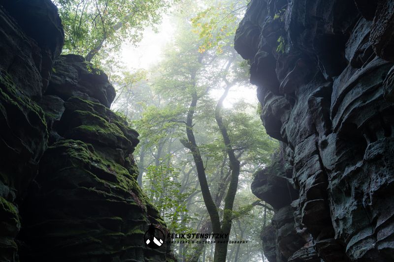 Ein große Buche gerahmt von Sandsteinfelsen auf 2 Seiten