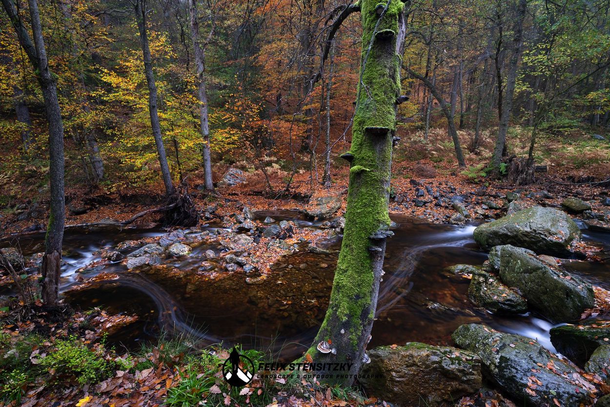 Landschaftsfoto von einem Bachlauf im Herbstwald