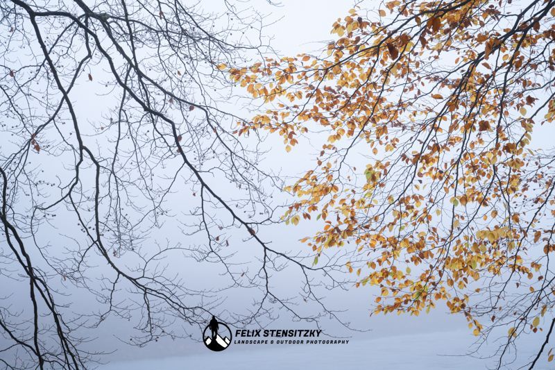 Buchenäste kahl und mit orangenen Blättern im Nebel