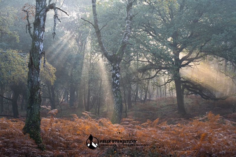 Nebel zieht durch einen Birkenwald der durch die Sonne leuchtet mit goldenem Farn im Vordergrund