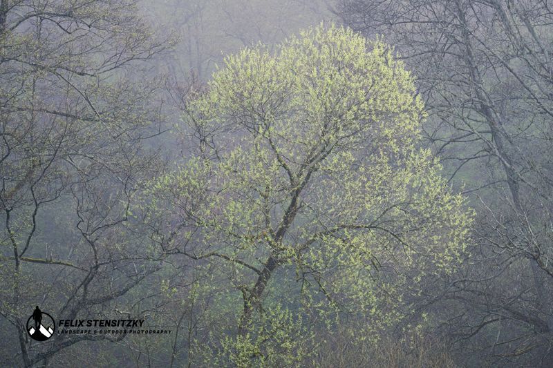 Ein erster grüner Baum im Frühling der sich stark von seinem Umfeld abhebt