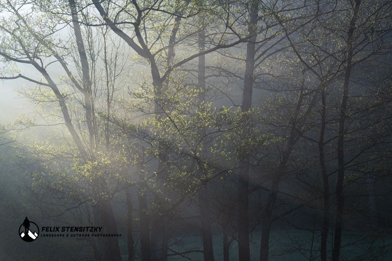 sunrays through fog and trees on a spring morning