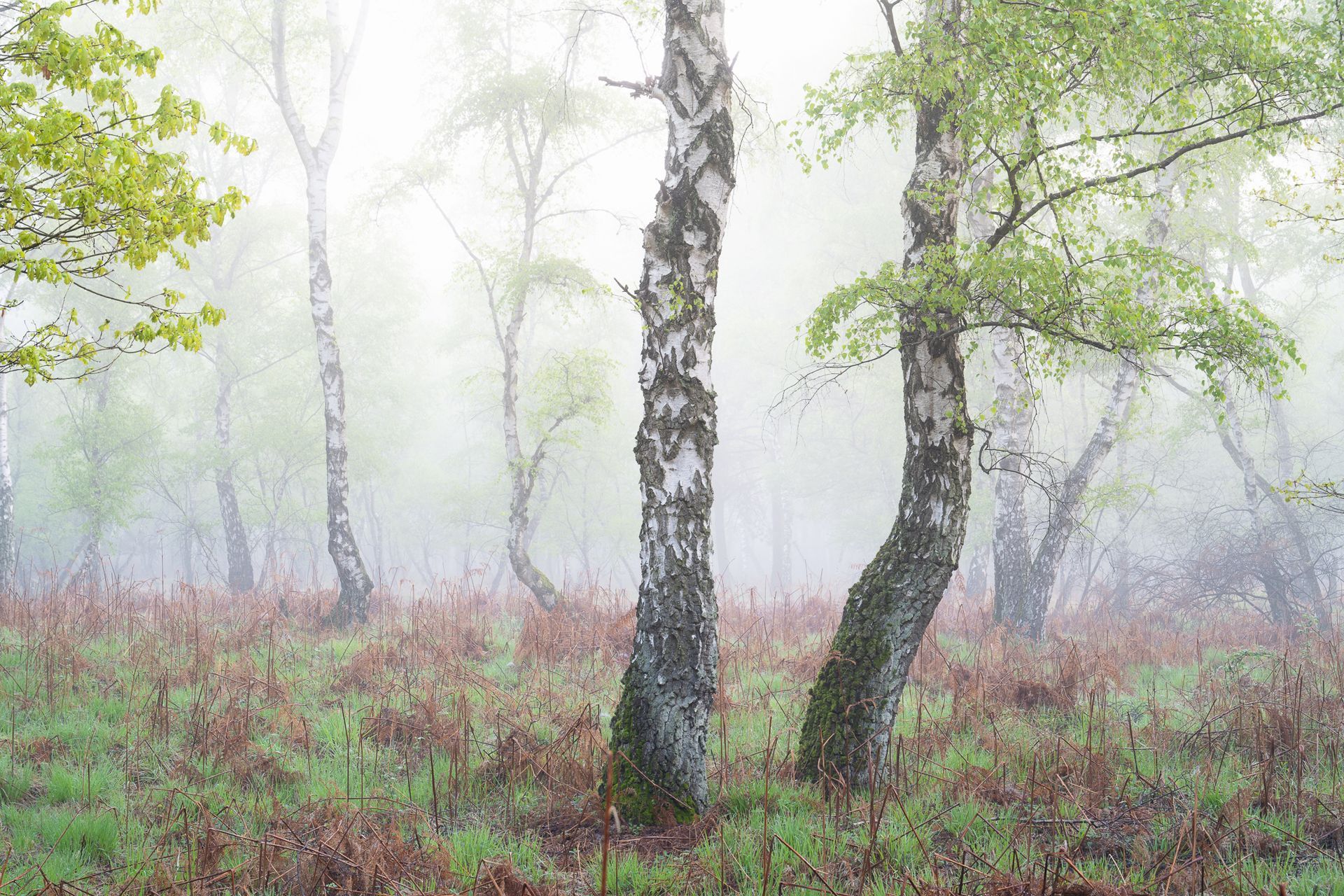 Sommerliche Birken in einer Moorlandschaft mit Nebel