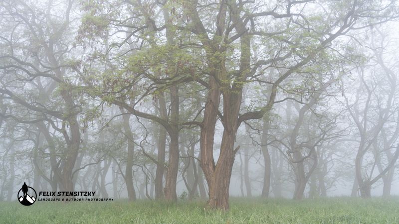 Bäume im Nebel die durch ihre Form aussehen als würden sie tanzen