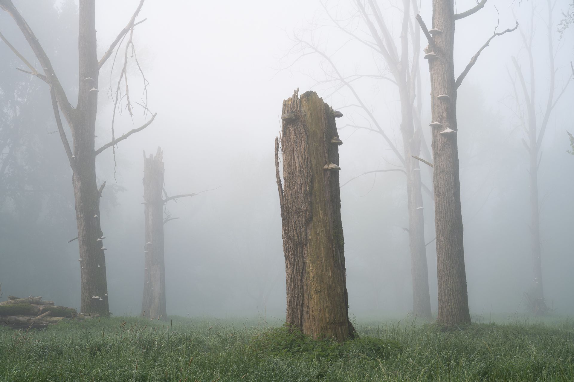 Baumstumpf im Nebel mit großen Bäumen im Hintergrund