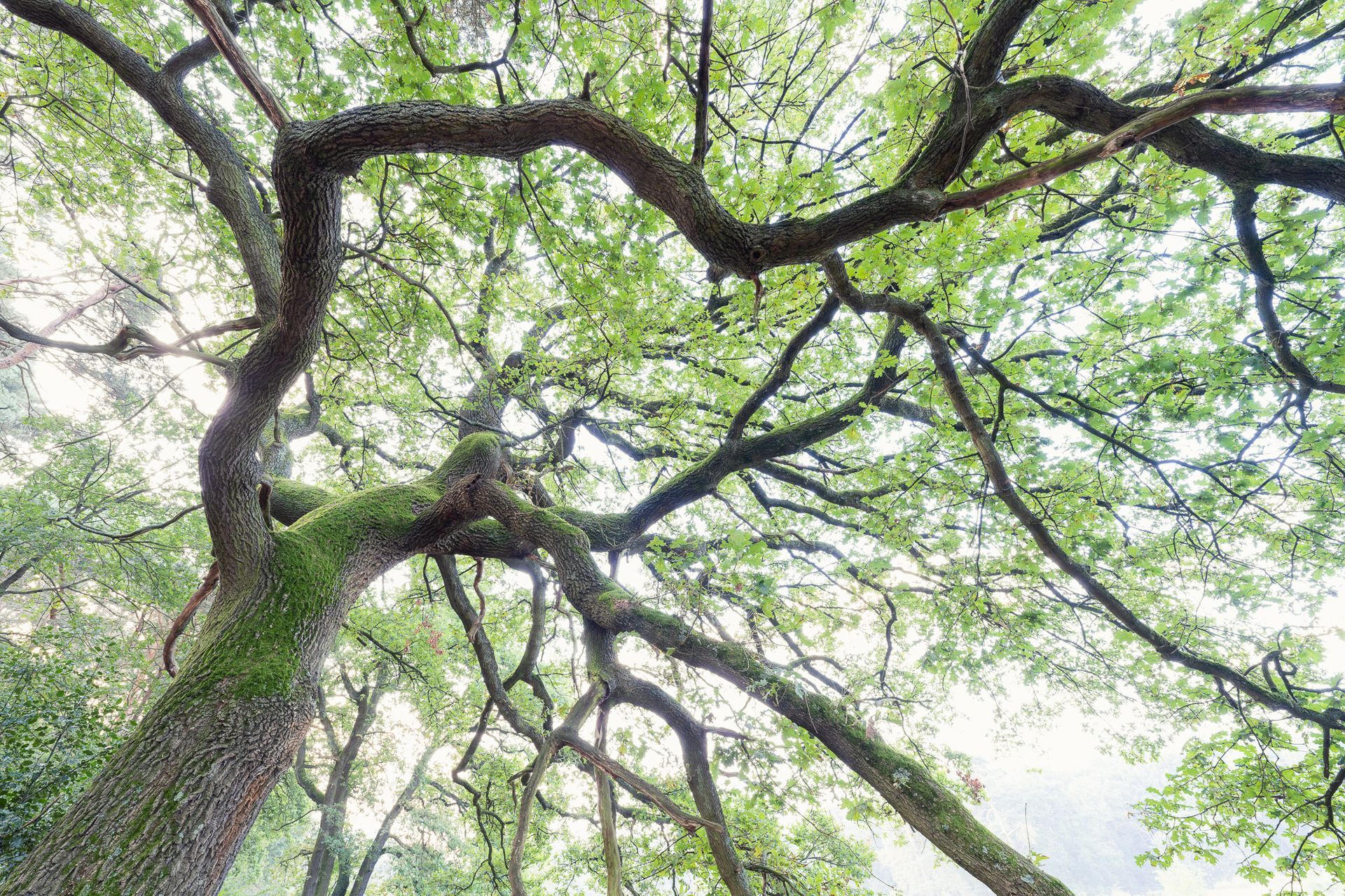 eine charaktervolle Eiche von unten abgebildet wo Sonnenstrahlen durch das grüne Blätterdach scheinen