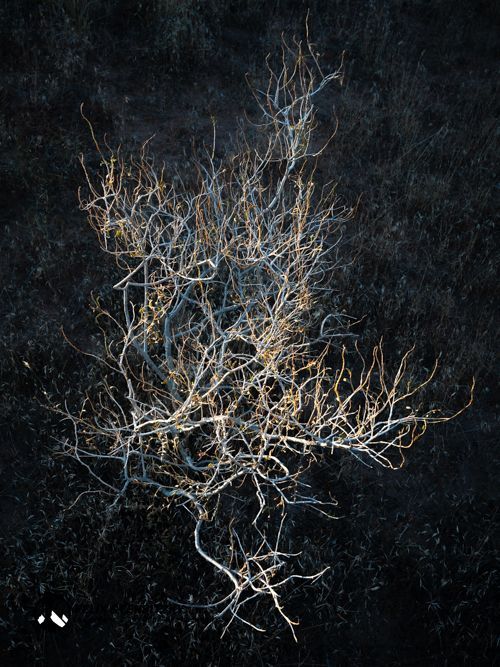 ein vom Sonnenlicht angestrahlter Busch in der Wüste in starkem Kontrast zum dunklen Boden