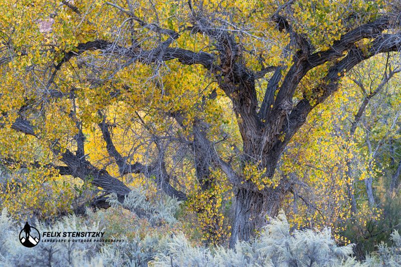 a fall coloured cottonwood tree in the utah desert