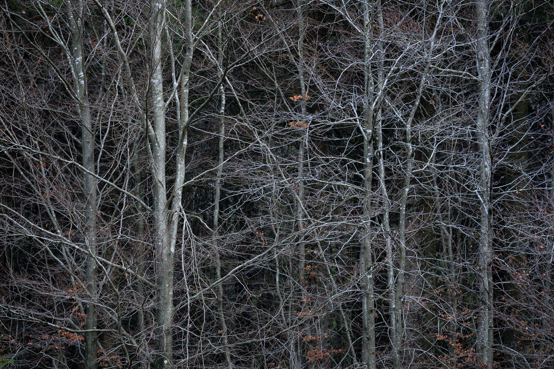Kahle Bäume mit heller Oberfläche mit starkem Kontrast zu einem schwarzen Hintergrund