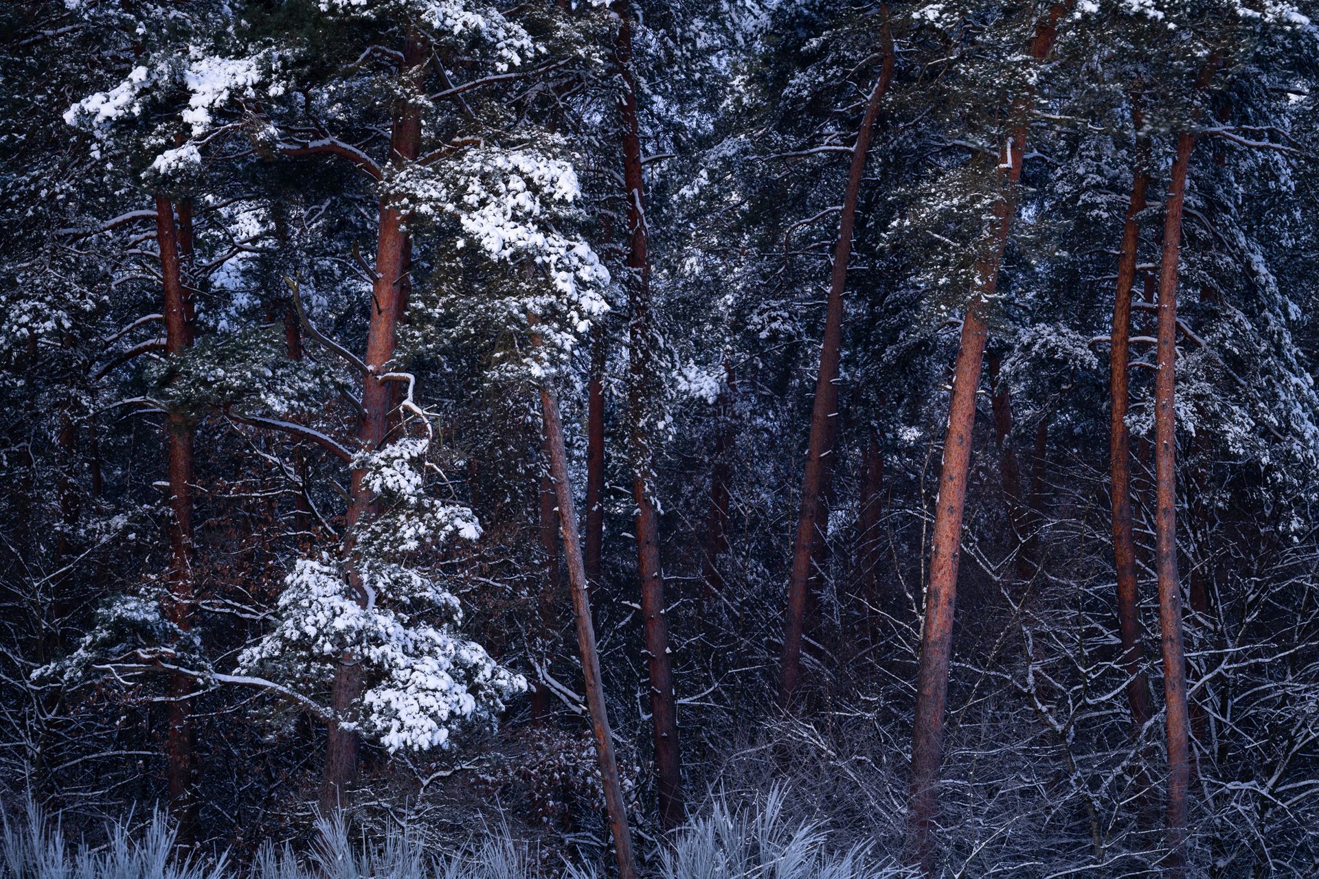 winterliche Fichten erleuchten rot im ersten Morgenlicht