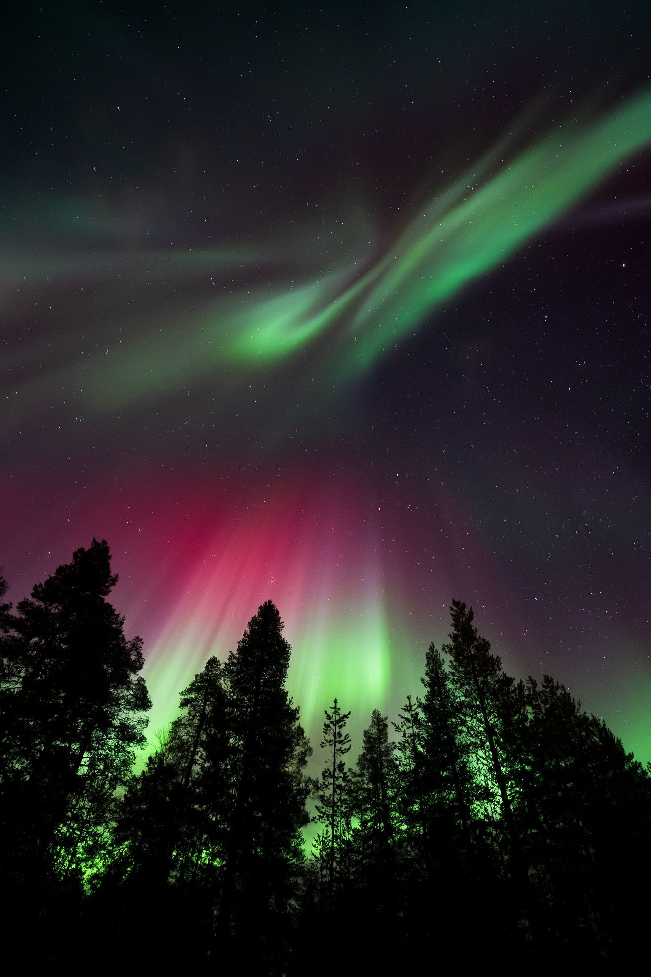 grüne und rote Polarlichter und Sterne im Himmel mit Bäumen als Silhoutte