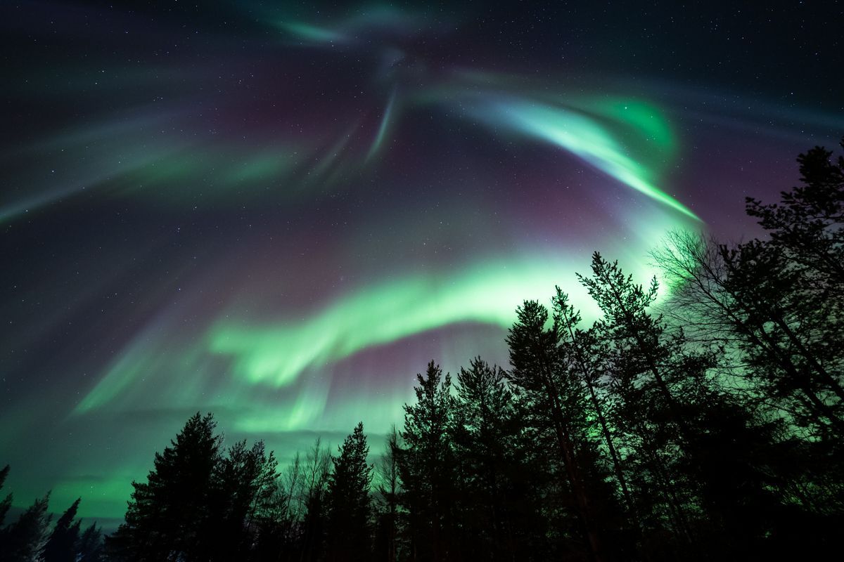 Foto mit grünem Polarlicht über Bäumen und Sternen