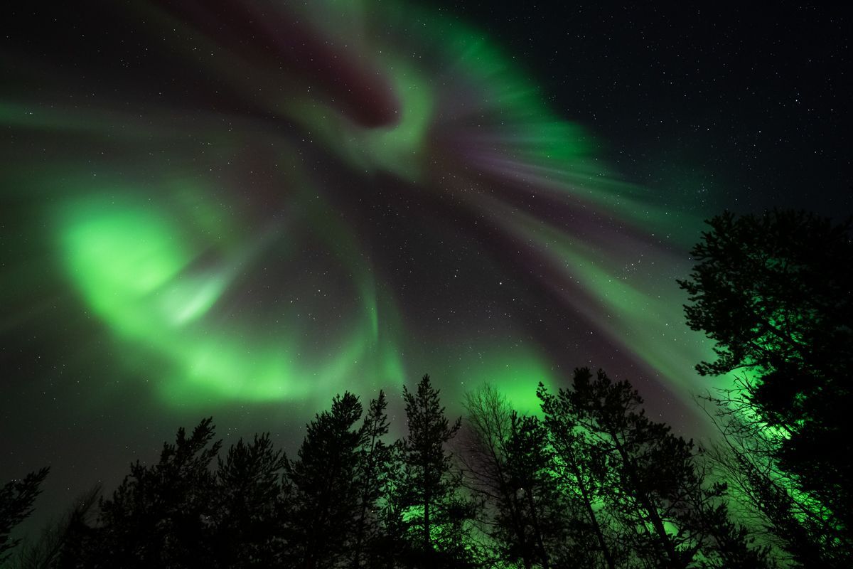 Foto mit grünem Polarlicht über Bäumen