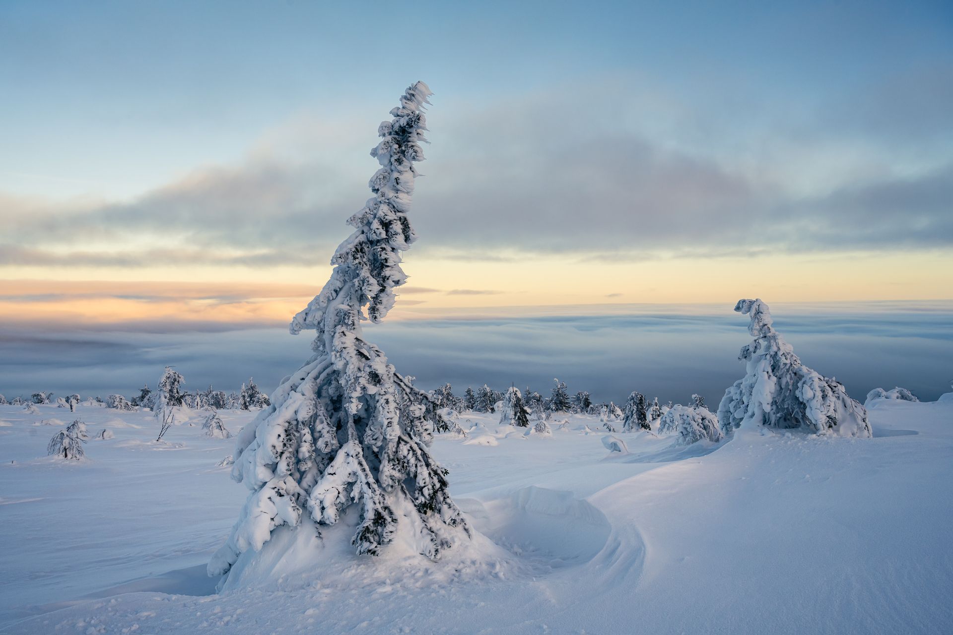 Winterliche Landschaft aus finnisch Lappland mit verschneitem Baum