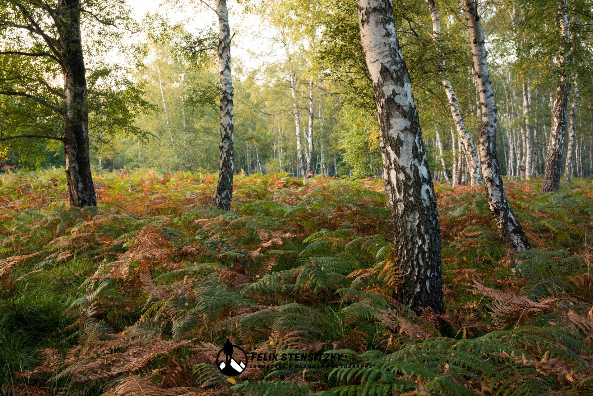 birch trees in a heather landscape with ferns