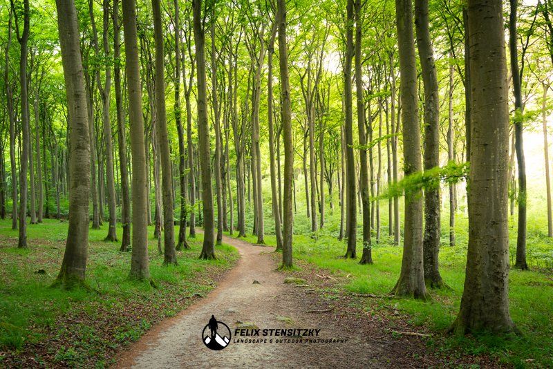 A hiking trail through an old growth beech forest